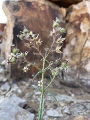 Trichodesma africanum