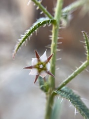 Trichodesma africanum
