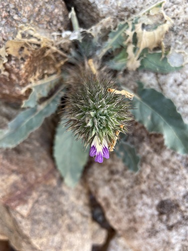 Image of Acanthopsis disperma by (c) Matt Berger, some rights reserved (CC BY)