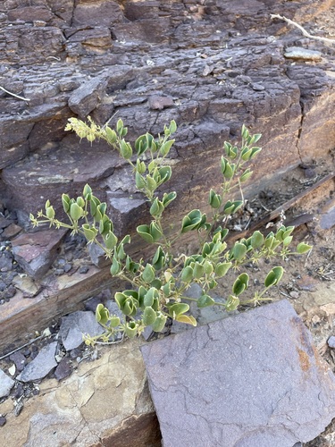 Cape Fagg (Fagonia capensis)