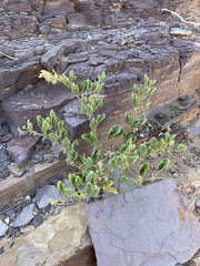 Fagonia capensis