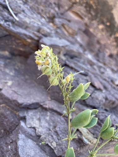Image of Fagonia capensis by (c) Matt Berger, some rights reserved (CC BY)