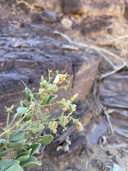 Fagonia capensis