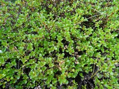 Salix tschuktschorum