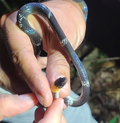 Oxyrhopus melanogenys