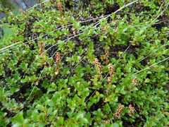 Salix tschuktschorum