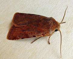 Cerastis rubricosa