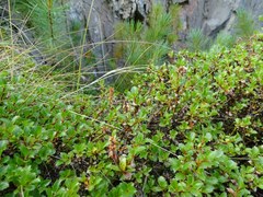 Salix tschuktschorum