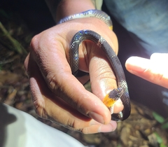 Oxyrhopus melanogenys