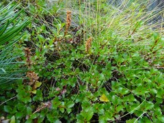 Salix tschuktschorum