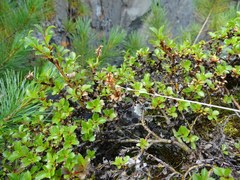 Salix tschuktschorum