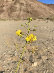 Cleome foliosa lutea