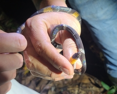 Oxyrhopus melanogenys