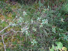 Rhododendron adamsii