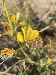 Cleome foliosa lutea