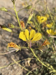 Cleome foliosa lutea