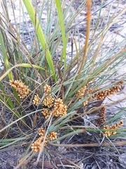 Lomandra collina