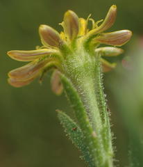 Osteospermum muricatum muricatum