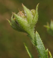 Osteospermum muricatum muricatum