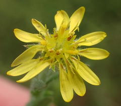 Osteospermum muricatum muricatum