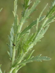 Osteospermum muricatum muricatum