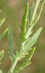 Osteospermum muricatum muricatum