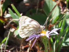 Pontia occidentalis