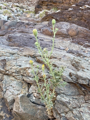 Image of Pegolettia oxyodonta by (c) Matt Berger, some rights reserved (CC BY)