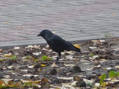 Corvus monedula