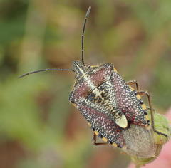 Agonoscelis erosa