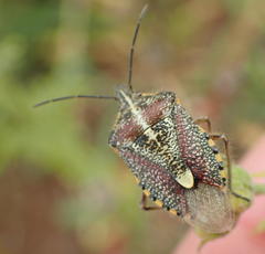 Agonoscelis erosa