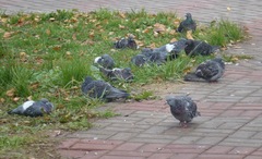 Columba livia domestica