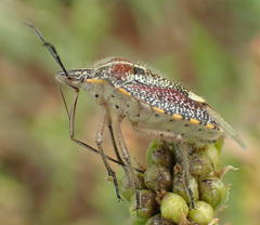 Agonoscelis erosa