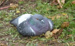 Columba livia domestica