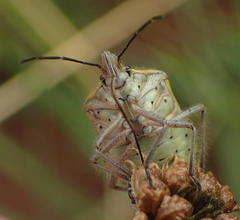 Agonoscelis erosa