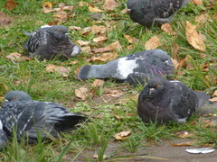 Columba livia domestica