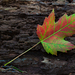 Freeman's Maple - Photo (c) Peter Nijenhuis, some rights reserved (CC BY-NC-ND)