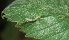 Phyllonorycter nicellii
