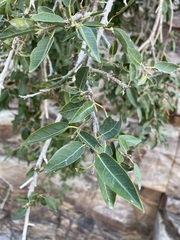 Ficus cordata