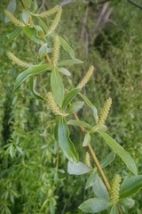 Salix humboldtiana