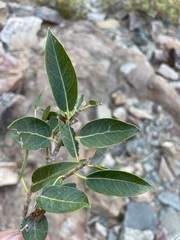 Ficus cordata