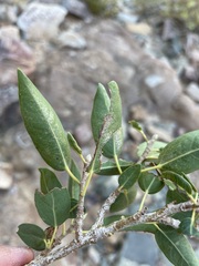 Ficus cordata