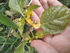 Physalis philadelphica