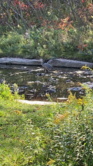 Ardea herodias