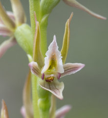 Prasophyllum pruinosum