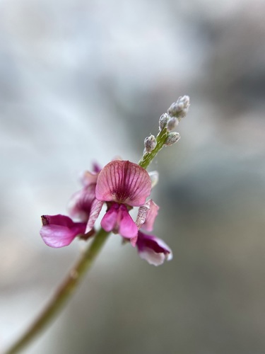 Image of Indigofera pungens by (c) Matt Berger, some rights reserved (CC BY)