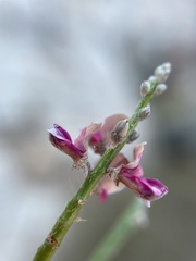 Indigofera pungens
