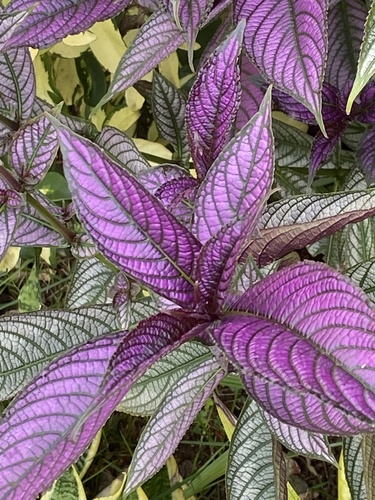 Strobilanthes dyeriana iNat (1)