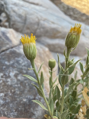 Image of Pegolettia oxyodonta by (c) Matt Berger, some rights reserved (CC BY)