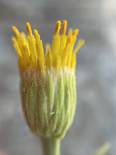 Image of Pegolettia oxyodonta by (c) Matt Berger, some rights reserved (CC BY)